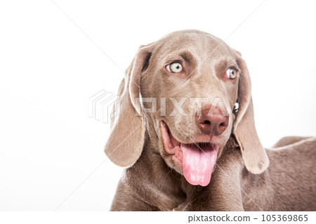 Beautiful green eyed Weimaraner puppy isolated on white background. Beautiful green eyed Weimaraner puppy isolated on white background. 105369865