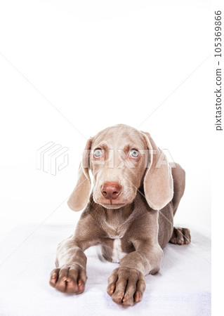 Beautiful green eyed Weimaraner puppy isolated on white background. Beautiful green eyed Weimaraner puppy isolated on white background. 105369866