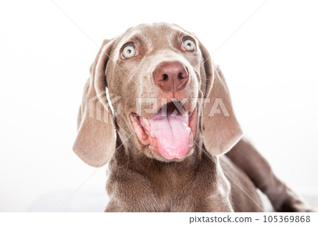 Beautiful green eyed Weimaraner puppy isolated on white background. Beautiful green eyed Weimaraner puppy isolated on white background. 105369868