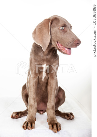 Beautiful green eyed Weimaraner puppy isolated on white background. Beautiful green eyed Weimaraner puppy isolated on white background. 105369869