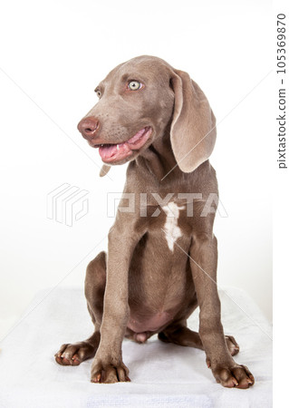 Beautiful green eyed Weimaraner puppy isolated on white background. Beautiful green eyed Weimaraner puppy isolated on white background. 105369870