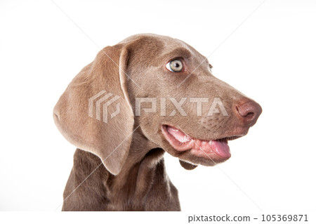 Beautiful green eyed Weimaraner puppy isolated on white background. Beautiful green eyed Weimaraner puppy isolated on white background. 105369871