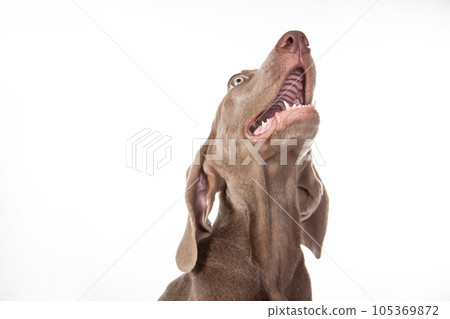 Beautiful green eyed Weimaraner puppy isolated on white background. Beautiful green eyed Weimaraner puppy isolated on white background. 105369872