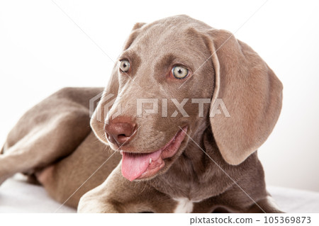 Beautiful green eyed Weimaraner puppy isolated on white background. Beautiful green eyed Weimaraner puppy isolated on white background. 105369873