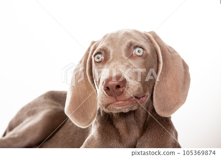 Beautiful green eyed Weimaraner puppy isolated on white background. Beautiful green eyed Weimaraner puppy isolated on white background. 105369874