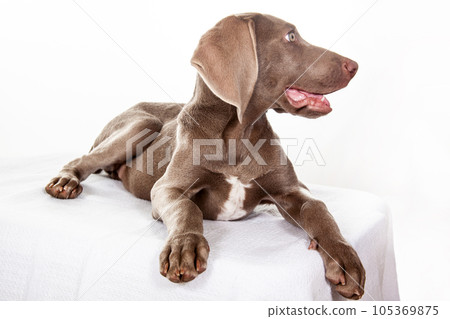 Beautiful green eyed Weimaraner puppy isolated on white background. Beautiful green eyed Weimaraner puppy isolated on white background. 105369875