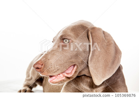Beautiful green eyed Weimaraner puppy isolated on white background. Beautiful green eyed Weimaraner puppy isolated on white background. 105369876
