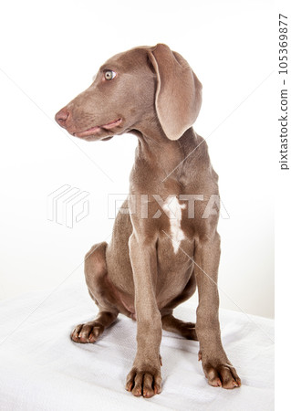 Beautiful green eyed Weimaraner puppy isolated on white background. Beautiful green eyed Weimaraner puppy isolated on white background. 105369877