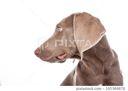Beautiful green eyed Weimaraner puppy isolated on white background. Beautiful green eyed Weimaraner puppy isolated on white background. 105369878