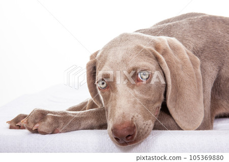 Beautiful green eyed Weimaraner puppy isolated on white background. Beautiful green eyed Weimaraner puppy isolated on white background. 105369880