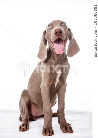 Beautiful green eyed Weimaraner puppy isolated on white background. Beautiful green eyed Weimaraner puppy isolated on white background. 105369881