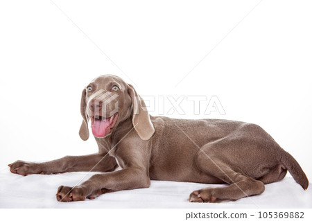 Beautiful green eyed Weimaraner puppy isolated on white background. Beautiful green eyed Weimaraner puppy isolated on white background. 105369882