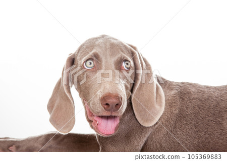 Beautiful green eyed Weimaraner puppy isolated on white background. Beautiful green eyed Weimaraner puppy isolated on white background. 105369883