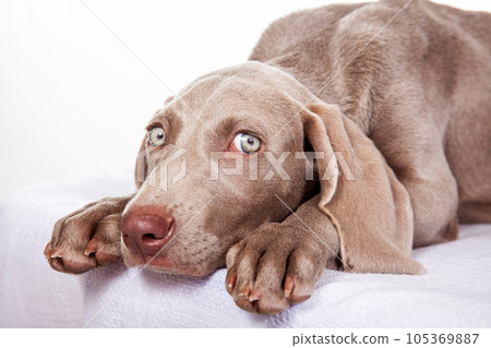 Beautiful green eyed Weimaraner puppy isolated on white background. Beautiful green eyed Weimaraner puppy isolated on white background. 105369887