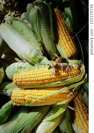 Corn Cob sold at green market Corn Cob sold at green market 105370149