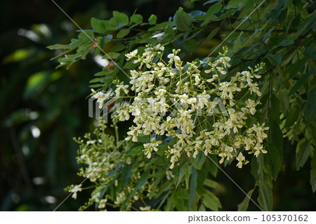 日本寶塔花 105370162