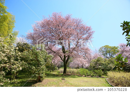 Nara Kokonoe Cherry Blossoms in full bloom Nara Kokonoe Cherry Blossoms in full bloom 105370228