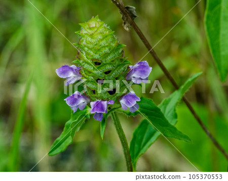 medicinal plant nepenthes flower medicinal plant nepenthes flower 105370553