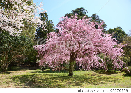 Vivid Yaezakura Benitoyo 105370559