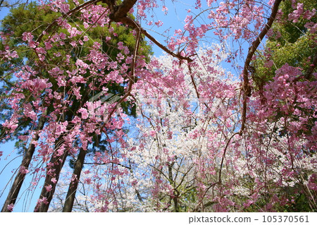 Double red weeping weeping in full bloom 105370561