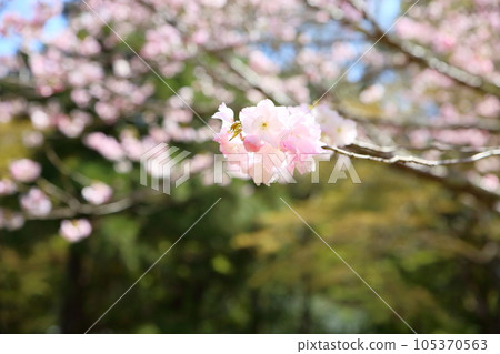 雙紅泣淚盛開 105370563
