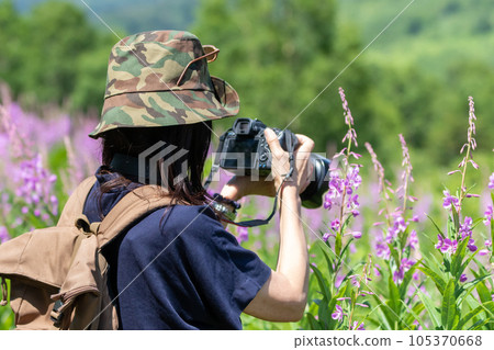 Lake Nozori in summer: Woman photographing willow herb Lake Nozori in summer: Woman photographing willow herb 105370668