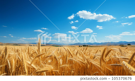 The original landscape that is also the national flag of Ukraine: Blue sky spreads over a vast wheat field The original landscape that is also the national flag of Ukraine: Blue sky spreads over a vast wheat field 105370676