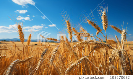 The original landscape that is also the national flag of Ukraine: Blue sky spreads over a vast wheat field 105370682