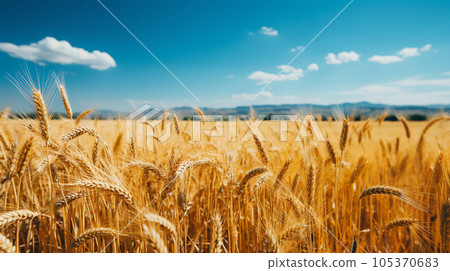 The original landscape that is also the national flag of Ukraine: Blue sky spreads over a vast wheat field The original landscape that is also the national flag of Ukraine: Blue sky spreads over a vast wheat field 105370683