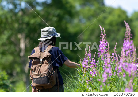 Lake Nozori in summer A female hiker walking through a colony of willow herb Lake Nozori in summer A female hiker walking through a colony of willow herb 105370720