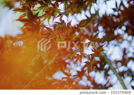 Autumn leaves in a garden in Kyoto Autumn leaves in a garden in Kyoto 105370909