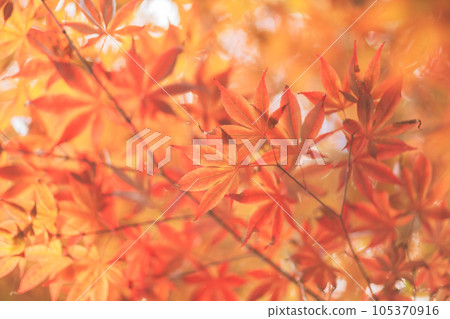 在京都的花園裡的秋葉 在京都的花園裡的秋葉 105370916