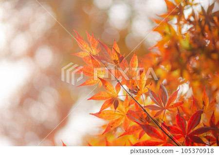 在京都的花園裡的秋葉 在京都的花園裡的秋葉 105370918