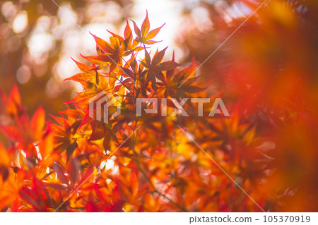 在京都的花園裡的秋葉 105370919