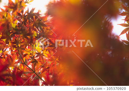 在京都的花園裡的秋葉 在京都的花園裡的秋葉 105370920