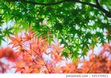 在京都的花園裡的秋葉 在京都的花園裡的秋葉 105370921