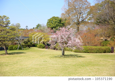 盛開的彼岸櫻 盛開的彼岸櫻 105371190