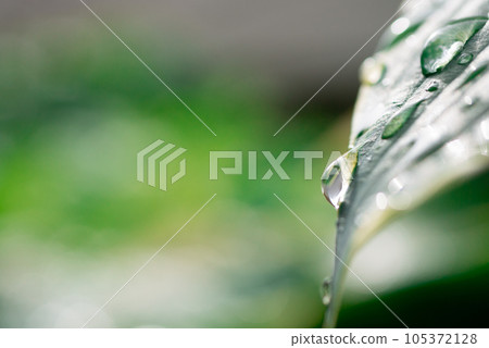 玉簪葉上的水滴“睡美人”[春天][初夏][雨季] 105372128