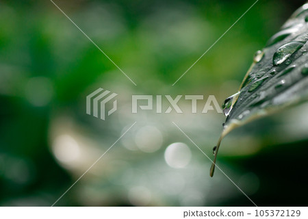玉簪葉上的水滴“睡美人”[春天][初夏][雨季] 105372129