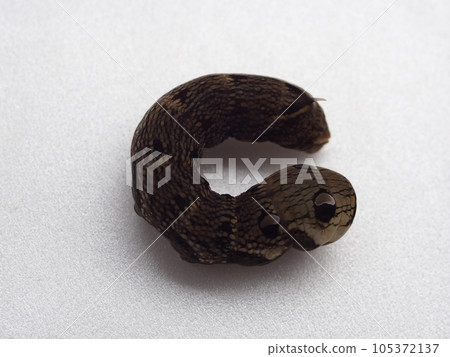 White back of the larva of the hawk moth 105372137