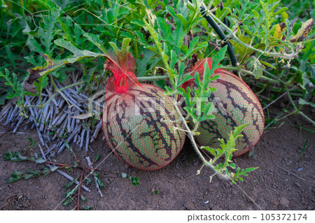 用網保護的西瓜果實 105372174