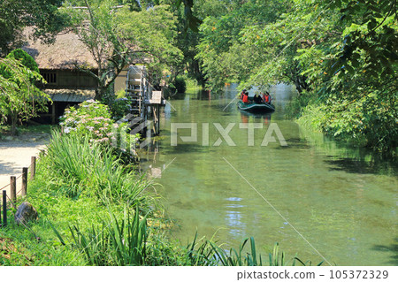 Summer in Azumino, the clear stream of Daio Wasabi Farm Summer in Azumino, the clear stream of Daio Wasabi Farm 105372329