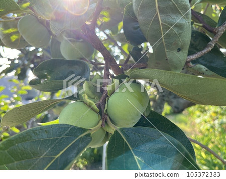 The still green persimmon fruit has swelled considerably The still green persimmon fruit has swelled considerably 105372383