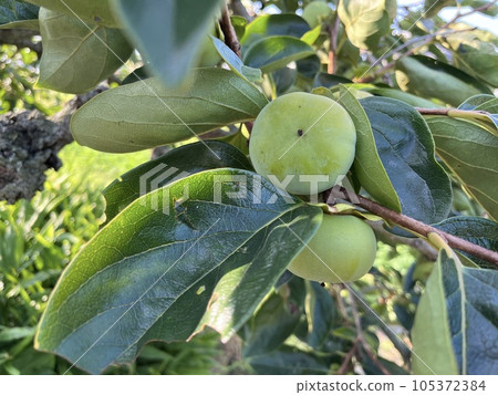 The still green persimmon fruit has swelled considerably The still green persimmon fruit has swelled considerably 105372384
