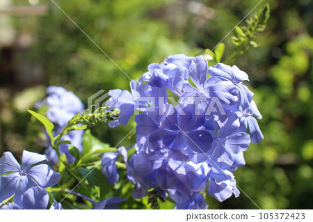 窗邊的藍色花朵雞蛋花 窗邊的藍色花朵雞蛋花 105372423
