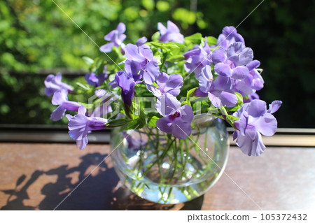 Place Super Torenia Catalina on the windowsill Place Super Torenia Catalina on the windowsill 105372432