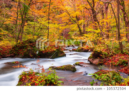 奧入瀨溪流（秋季） 105372504