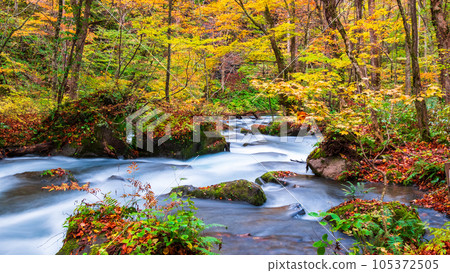 Oirase Stream (Autumn) Oirase Stream (Autumn) 105372505
