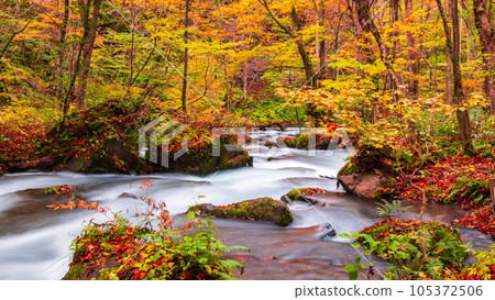 Oirase Stream (Autumn) 105372506