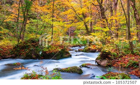 Oirase Stream (Autumn) Oirase Stream (Autumn) 105372507